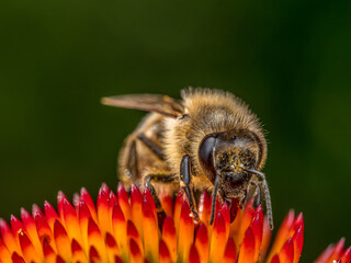 A bumblebee pollinating echinacea flowers