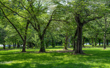Sunlight passing through green trees in the city park, Washington DC