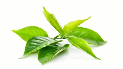 Fresh Green Tea Leaves on a White Background