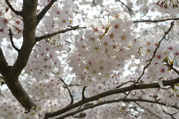 blossom in spring