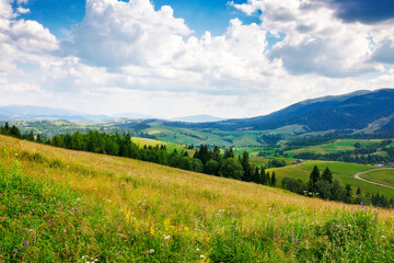 field on the hill in carpathian mountains. view in to the rural valley. alpine scenery of ukraine in summer. sunny day with fluffy clouds on the sky. countryside landscape