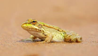 The frog sits on the sand on the shore of the lake. Beautiful wildlife landscape with place for text. The concept of protecting wildlife and ecology.