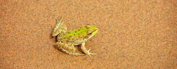 The frog sits on the sand on the shore of the lake. Beautiful wildlife landscape with place for text. The concept of protecting wildlife and ecology.