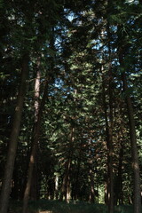 Fototapeta premium Close-up of various trees in the riverside park
