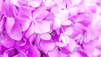 Lilac flowers close up. Bouquet of purple flowers. City flower beds, a beautiful and well-groomed garden with flowering bushes.
