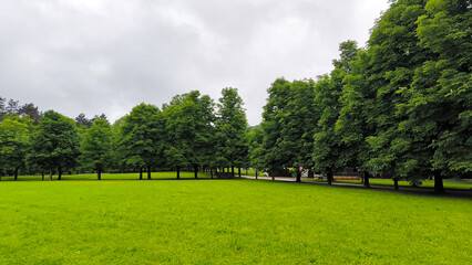 blooming chestnuts trees in the city park