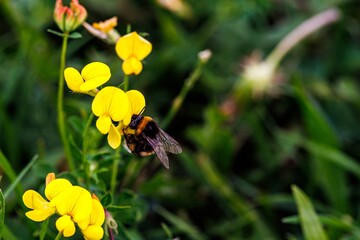 Bumblebee Gathering Pollen From Yellow Bird's-Foot Trefoil Flowers