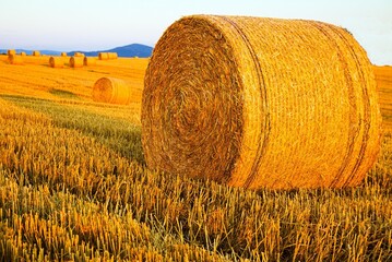 straw bales in the stubble field,baloty słomy w zachodzącym słońcu © Piotr