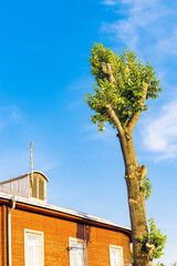 poplar with sawn branches, close-up.  sawn wood. caring for old wood. tree without branches