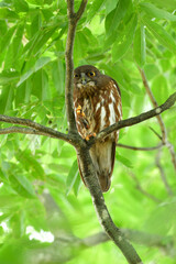 神社やお寺の森で夏に見られる愛嬌ある顔をした人気者のフクロウの仲間、アオバズク