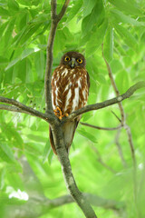 神社やお寺の森で夏に見られる愛嬌ある顔をした人気者のフクロウの仲間、アオバズク