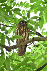 神社やお寺の森で夏に見られる愛嬌ある顔をした人気者のフクロウの仲間、アオバズク