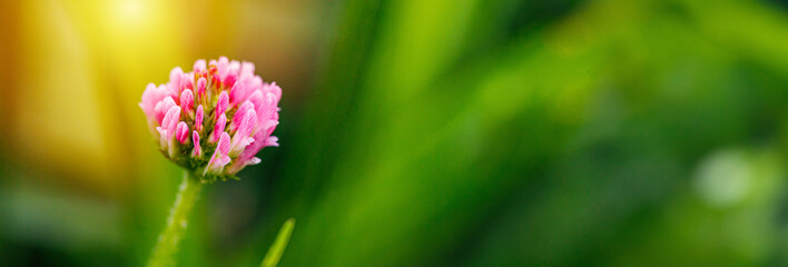 Pink Clover Flower Blooming in a Lush Green Field