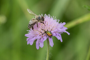 Biene und Käfer auf einer Witwenblume © Aloisia