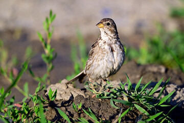 Grauammer // Corn bunting (Emberiza calandra)