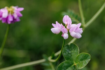 Pink Wildflower Blooming in a Green Meadow