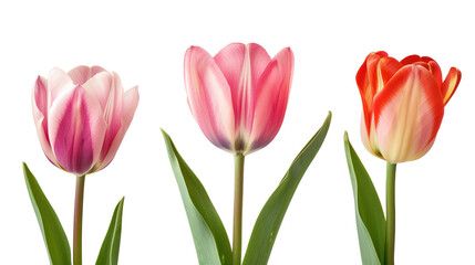 Three flowers of different colors are shown in a row