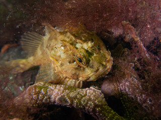 diving underwater scubadiving
