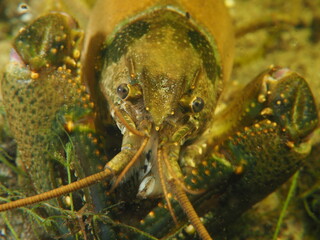 diving underwater scubadiving