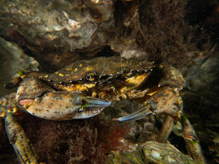 diving underwater scubadiving
