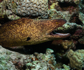 diving underwater scubadiving