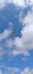Bird in the sky