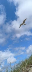 Bird in the sky