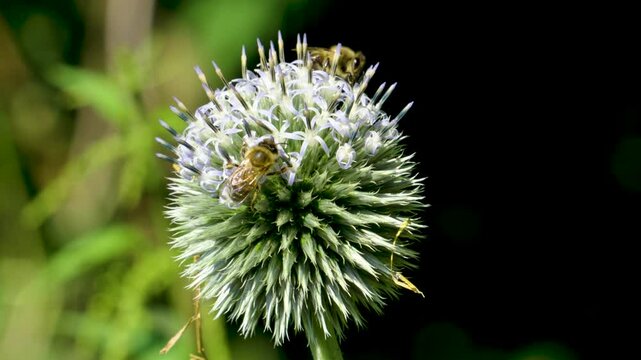 Bees pollinates the flower macro	