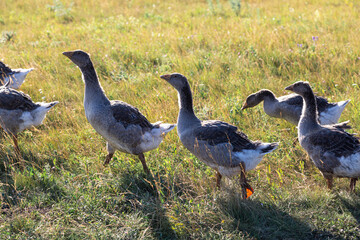Domestic gray geese on a meadow. Gray Geese in the grass, domestic bird, flock of geese