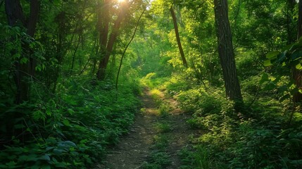 Sunlit Path Through a Lush Forest.