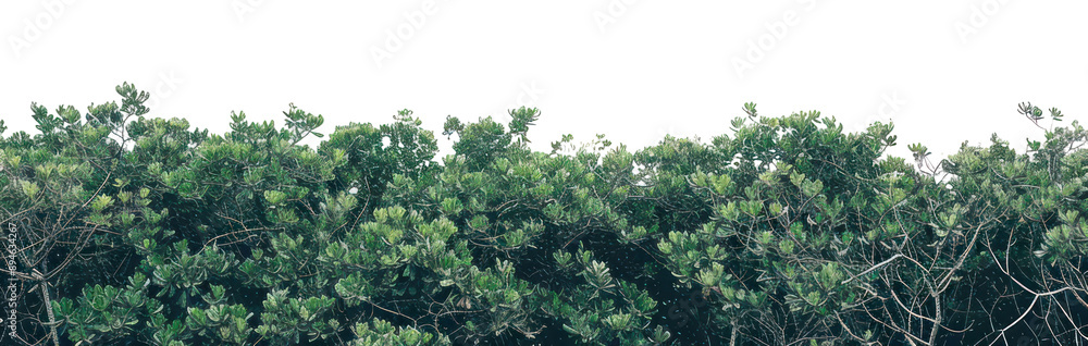 Poster png lush green foliage under sky