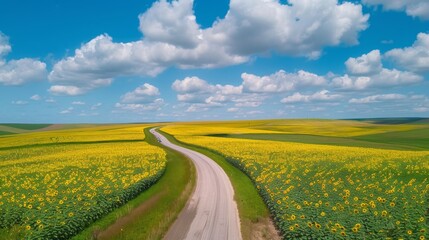 Winding Road Through Sunflower Fields.