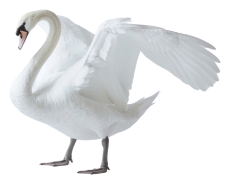 PNG Elegant white swan spreading wings