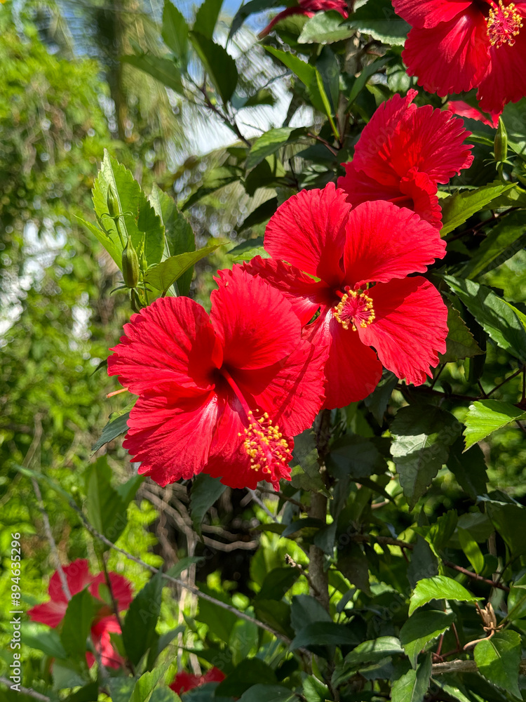 Canvas Prints red hibiscus flowers in the garden