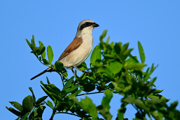 Red-backed shrike - male // Neuntöter - Männchen  (Lanius collurio) 