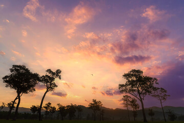 Purple sunrise sky tropical tree field in sunny morning. Silhouette tree pink purple dawn sky in spring season. Landscape meadow misty fog forest in countryside. Amazing violet landscape Park outdoor