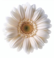 White Gerbera Daisy Close-Up