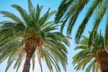 Upward view of palm trees with its fronds spreading out against clear blue sky. Summer background with tropical trees with green leaves