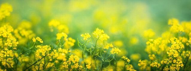 Yellow flowers on a blurred background. Macro shot. Very shallow focus. Summer and spring fantasy flower background. Wide format, free space for design. Floral background concept.