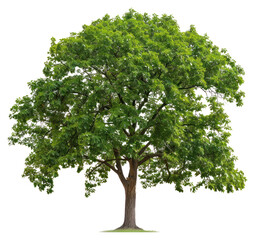 Obraz premium PNG Walnut tree sycamore plant oak.