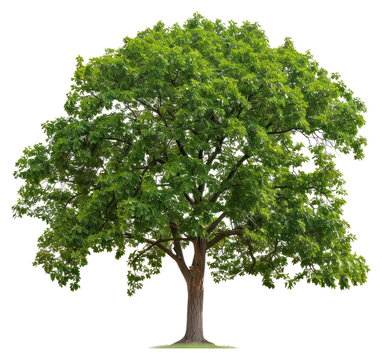 PNG Walnut tree sycamore plant oak.