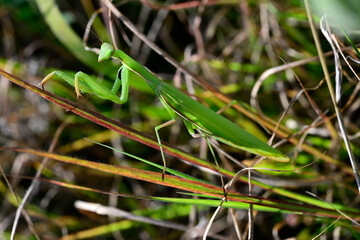 Europäische Gottesanbeterin // European mantis (Mantis religiosa) - Pajiștile lui Suciu, Transsilvanien, Rumänien