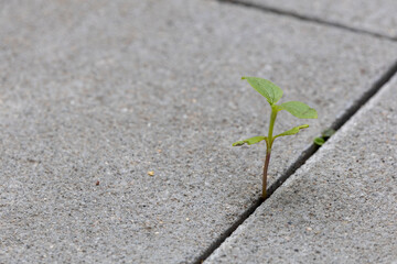 A plant sprouting between concrete and stone slabs