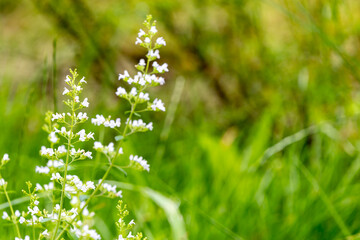 A plant (calamintha nepeta, calamint) with white flowers in the grass.