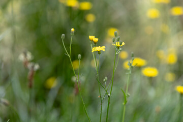 Fototapeta premium A Plant, Crepis capillaris, the smooth hawksbeard with yellow flowers in the grass.