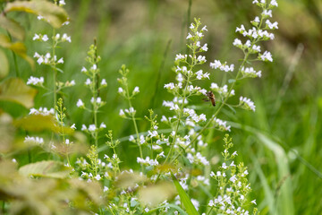 A plant (calamintha nepeta, calamint) with white flowers in the grass and one bee.