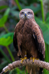 Brahminy Kite Eagle Bird Close up Details