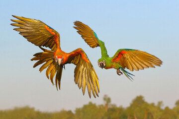Colorful Camelot Macaw and Chest Gold Macaw flying in the sky. Free flying bird