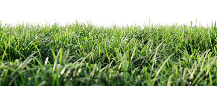 PNG Chewings Fescue vegetation football outdoors.