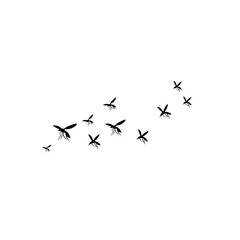 group flying mosquitoes